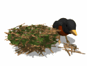 carbone immagini-animate-gif
